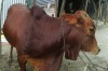 Dashi cow